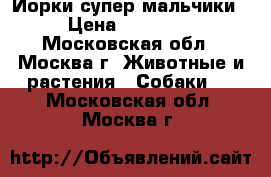 Йорки супер мальчики › Цена ­ 12 000 - Московская обл., Москва г. Животные и растения » Собаки   . Московская обл.,Москва г.